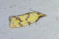 Agapeta hamana