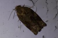 Archips xylosteana