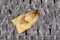 Clepsis rurinana