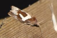 Epiblema foenella