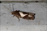 Epiblema foenella