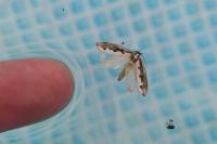 Ethmia bipunctella