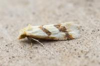 Aethes bilbaensis