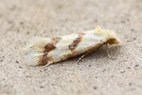 Aethes bilbaensis