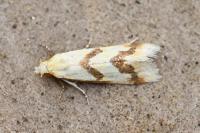 Aethes bilbaensis