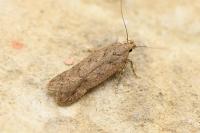 Bryotropha terrella