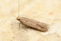 Bryotropha terrella