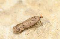 Bryotropha terrella