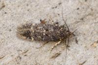 Bryotropha affinis