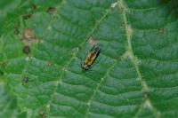 Chrysoclista linneella