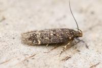 Bryotropha affinis