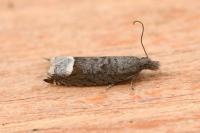 Ancylis tineana