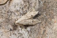 Teleiodes vulgella