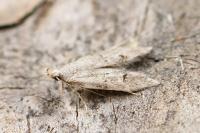 Teleiodes vulgella