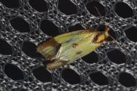 Agapeta zoegana