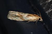 Eucosma gr. cana