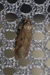 Bryotropha