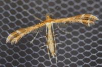 Oxyptilus
