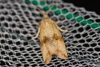 Celypha striana