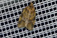 Epagoge grotiana