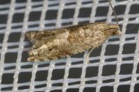 Rhopobota naevana