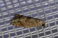 Rhopobota naevana