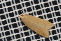 Helcystogramma rufescens