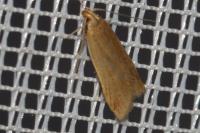Helcystogramma rufescens