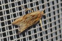Eucosma gr. cana