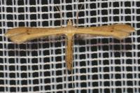 Stenoptilia