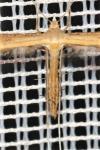 Stenoptilia