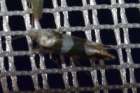 Argyresthia brockeella
