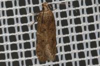 Bryotropha