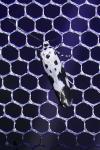 Ethmia quadrillella
