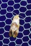 Neocochylis millierana