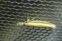 Pleurota aristella