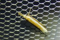Pleurota aristella
