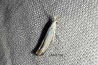 Coleophora ibipennella
