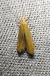 Coleophora lutipennella