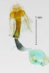 Coleophora lutipennella