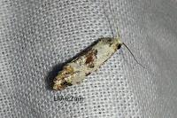 Neocochylis hybridella