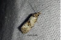 Neocochylis molliculana