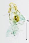 Neocochylis molliculana