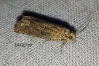 Pelochrista caecimaculana