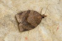 Pandemis dumetana