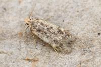 Bryotropha senectella