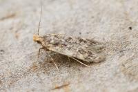 Bryotropha senectella