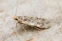 Bryotropha senectella