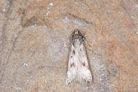 Sattleria melaleucella