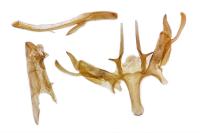 Sattleria melaleucella